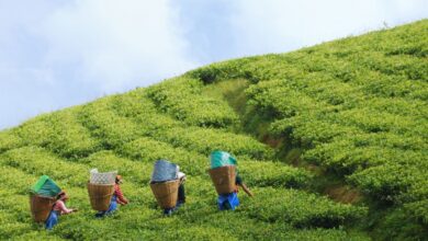 Photo of Sikkim’s Natural Farming Journey Reflects PM Modi’s Vision Of Viksit Bharat